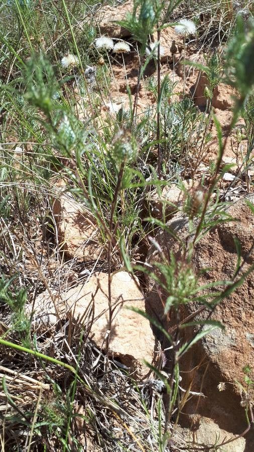 Atractylis cancellata leaf