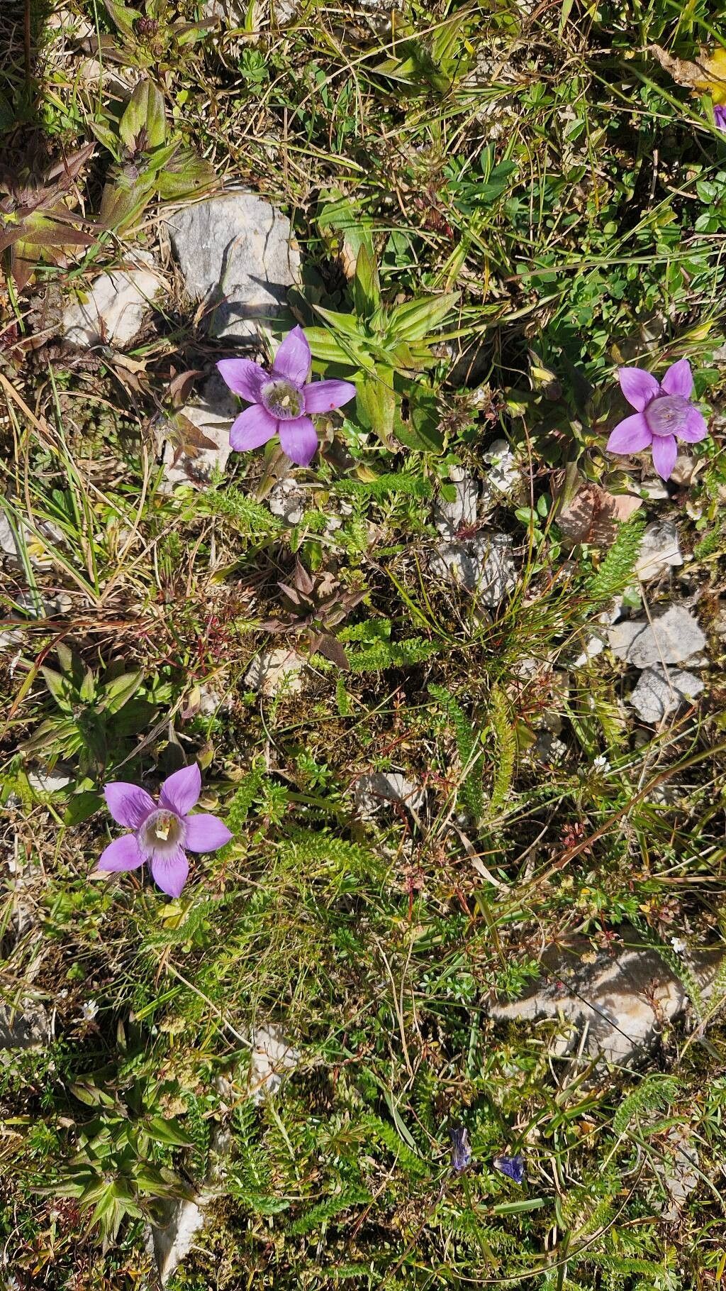 Gentianella obtusifolia habit