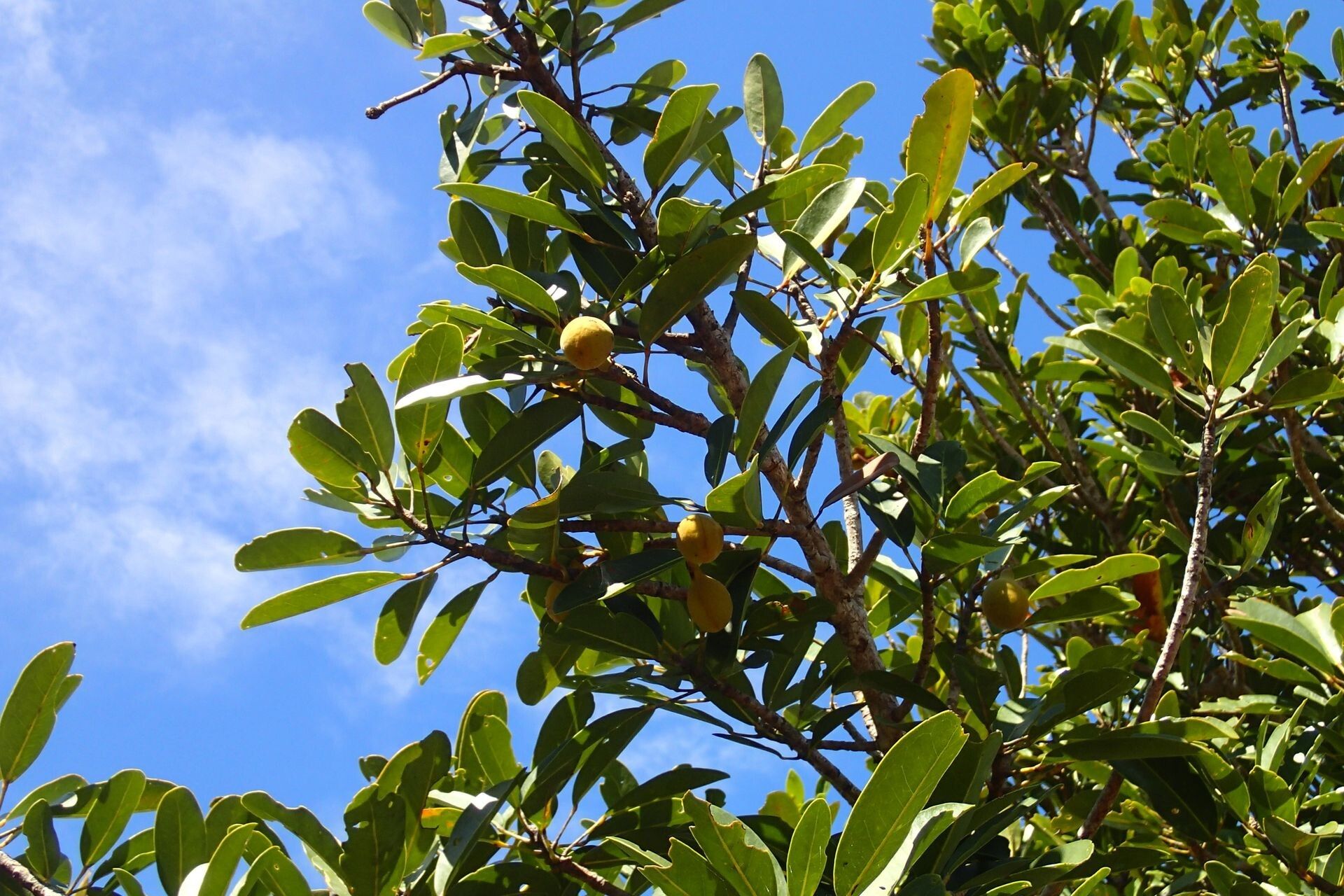 Acropogon schistophilus habit