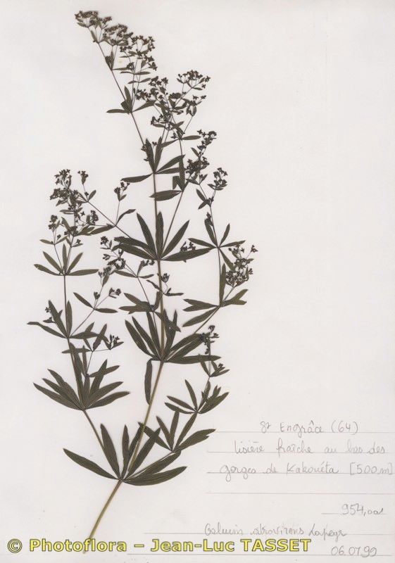 Galium atrovirens flower