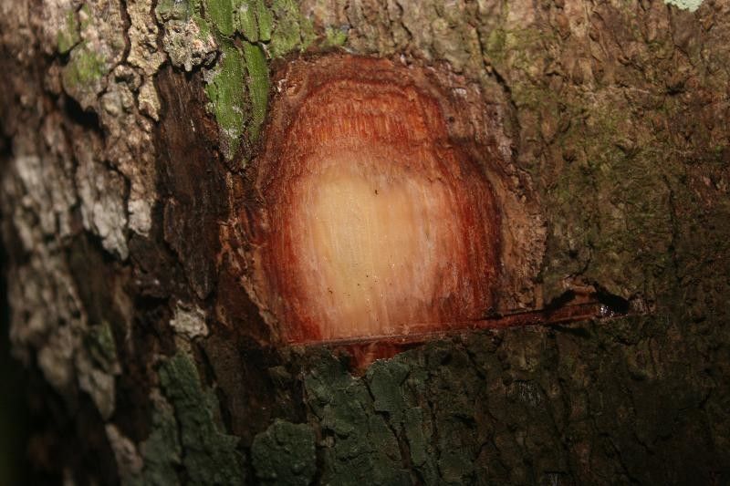 Protium tenuifolium other