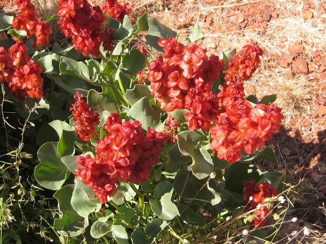 Rumex venosus flower