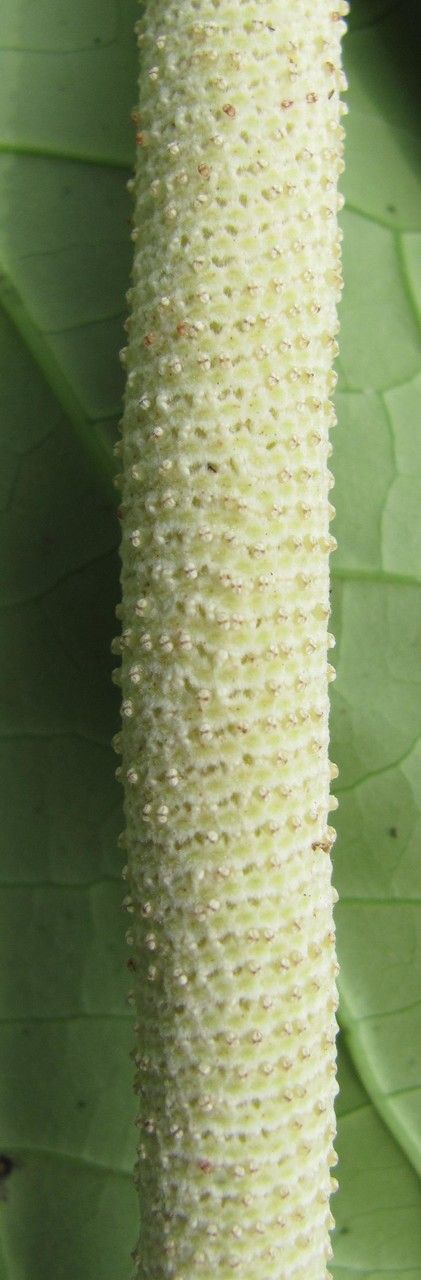 Piper pseudofimbriulatum flower