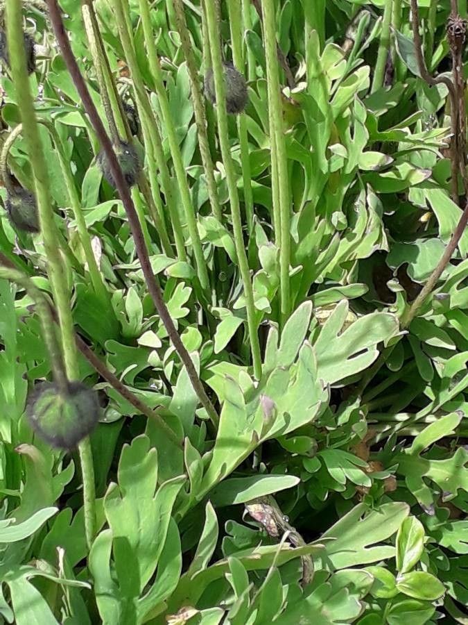 Papaver alpinum leaf