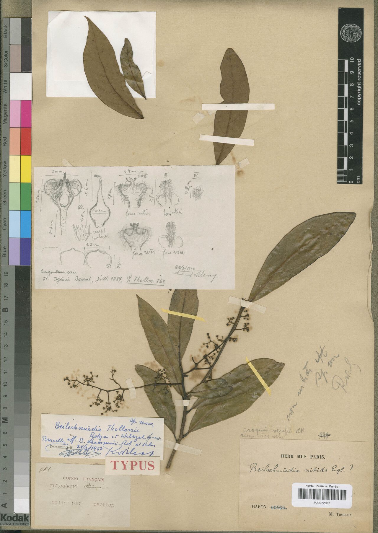 Beilschmiedia thollonii — houseplant care guide