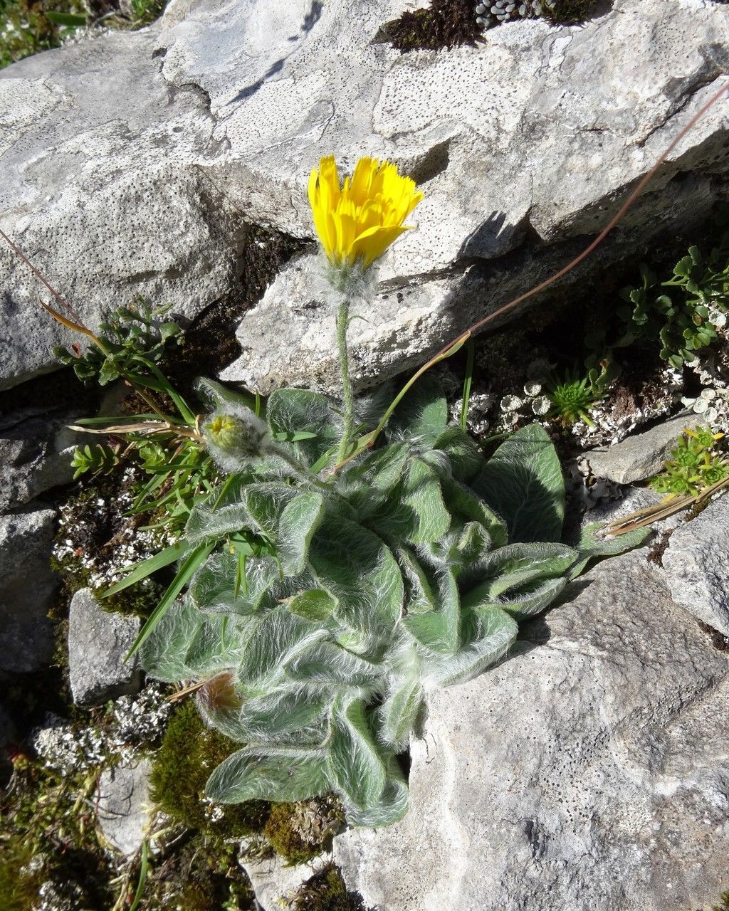 Pilosella breviscapa habit