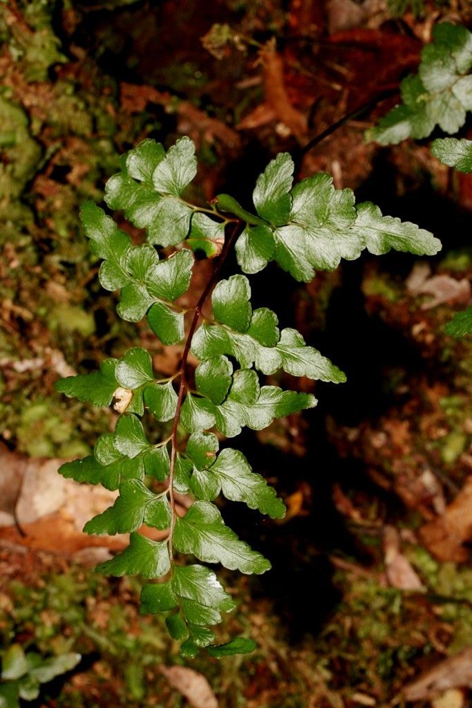 Lindsaea rufa habit