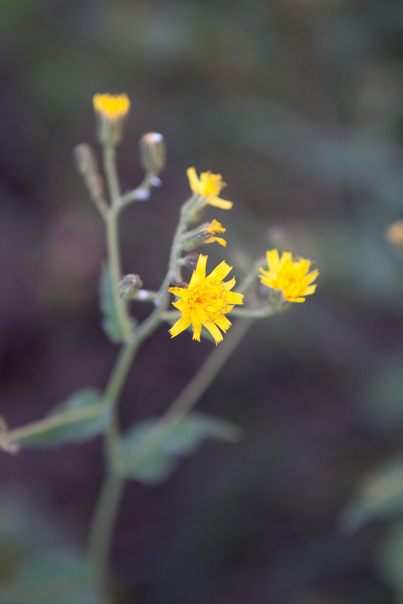 Hieracium picroides flower
