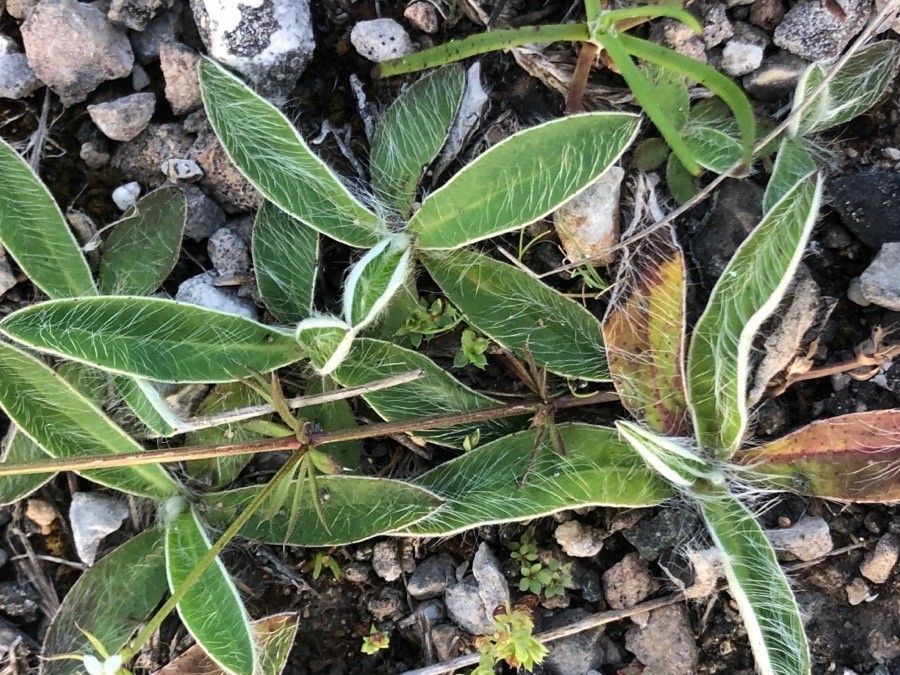 Pilosella officinarum — repeat bloomer houseplant