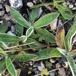 Pilosella officinarum