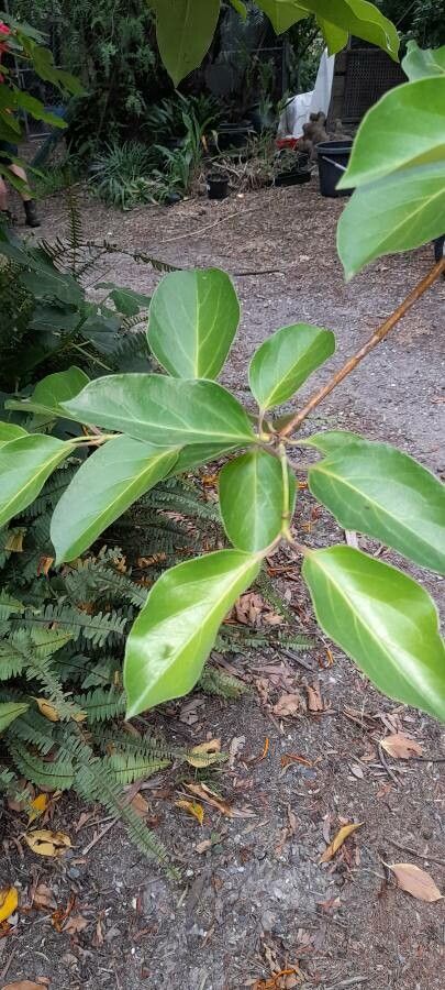 Lonicera hildebrandiana — search result for 'Lonicera'