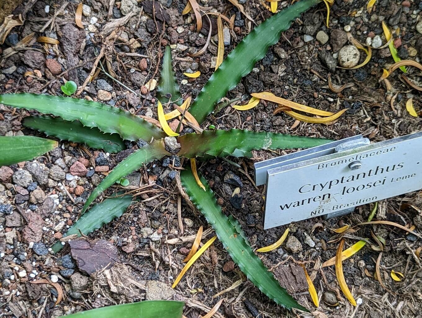 Cryptanthus warren-loosei — houseplant care guide