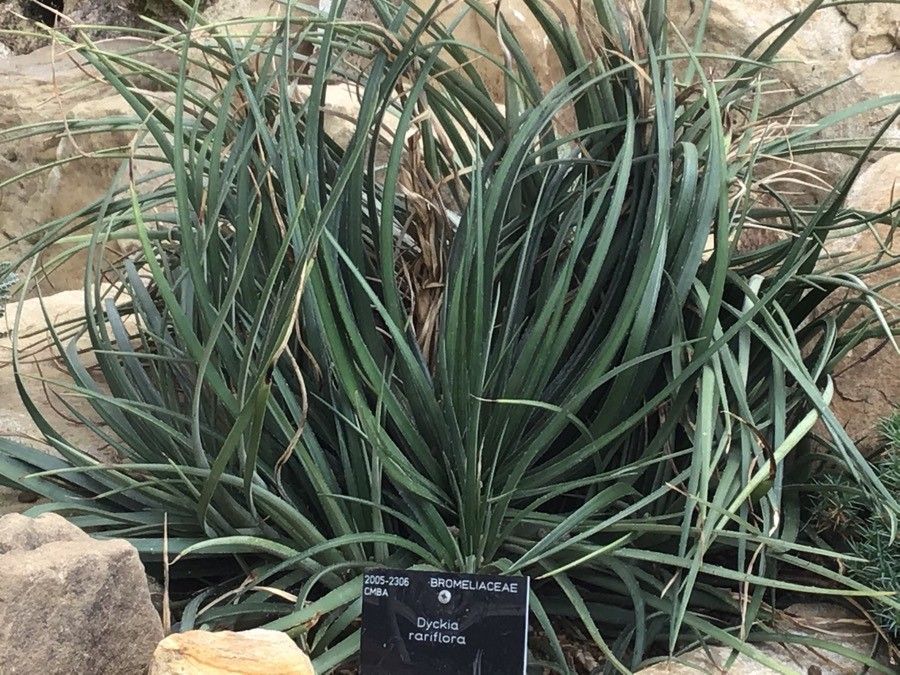 Dyckia rariflora — houseplant care guide