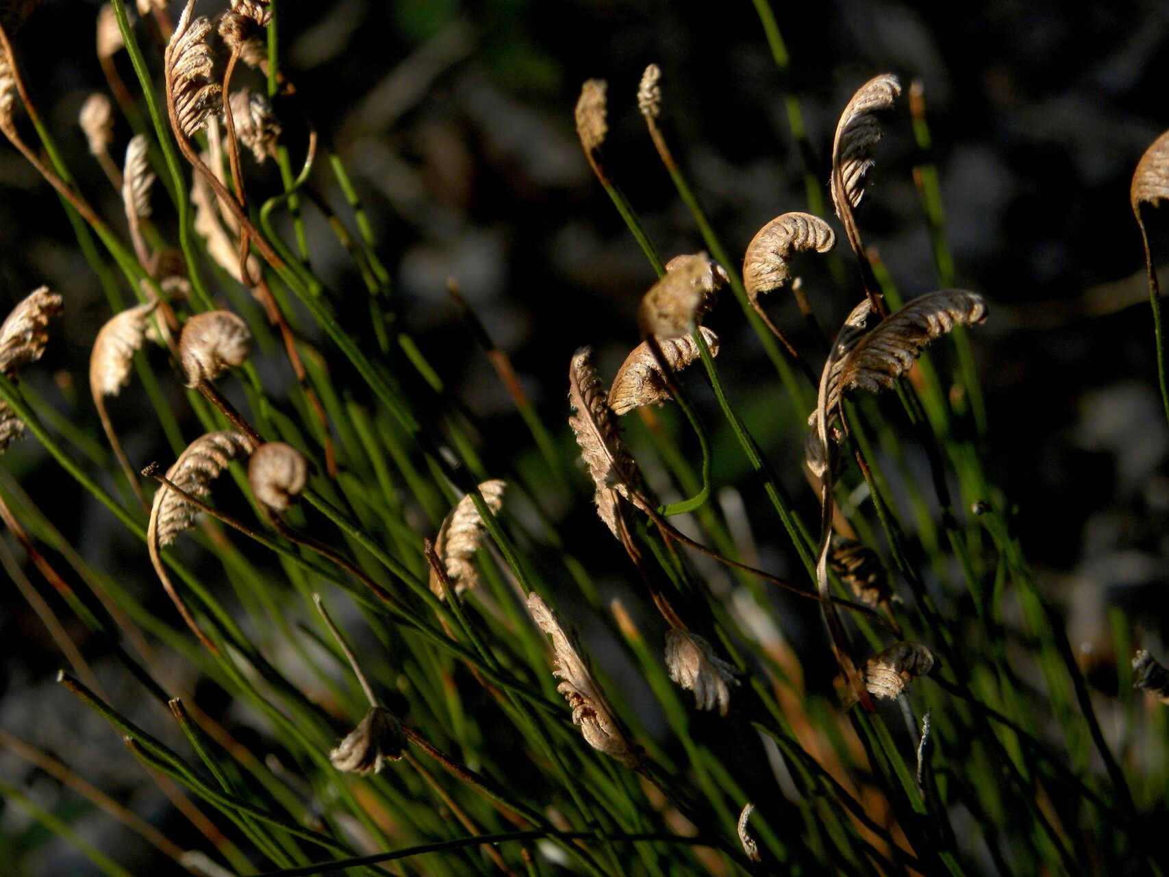 Schizaea incurvata habit