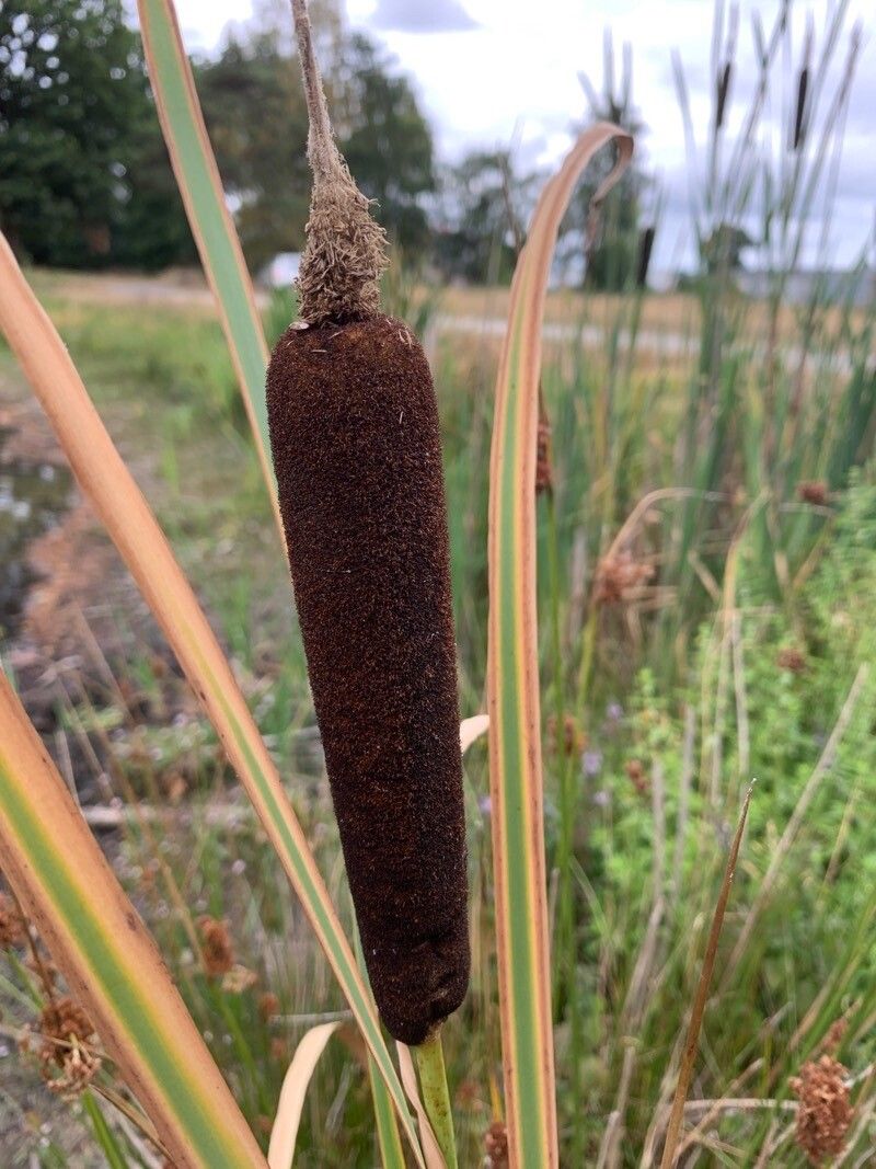 Typha shuttleworthii fruit