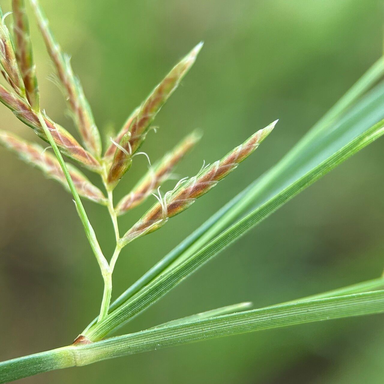 Cyperus mitis flower