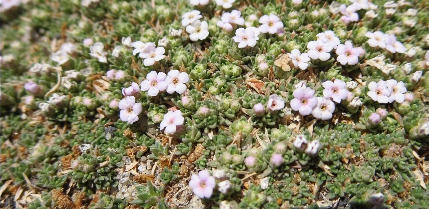 Junellia minima flower