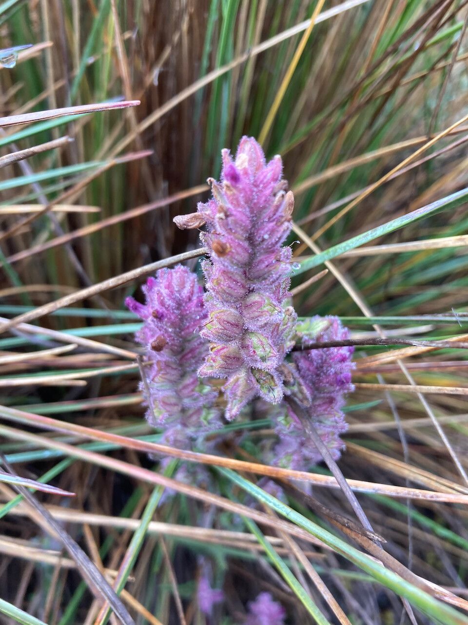 Bartsia pedicularoides flower