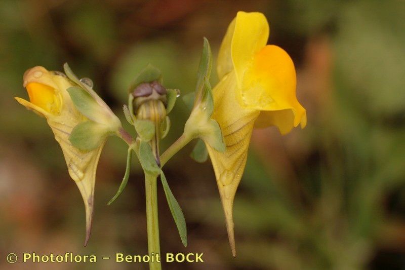 Linaria platycalyx habit