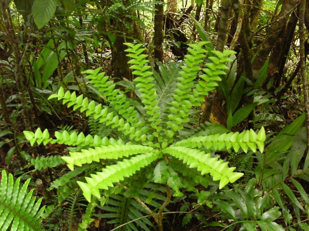 Phyllanthus moratii — houseplant care guide