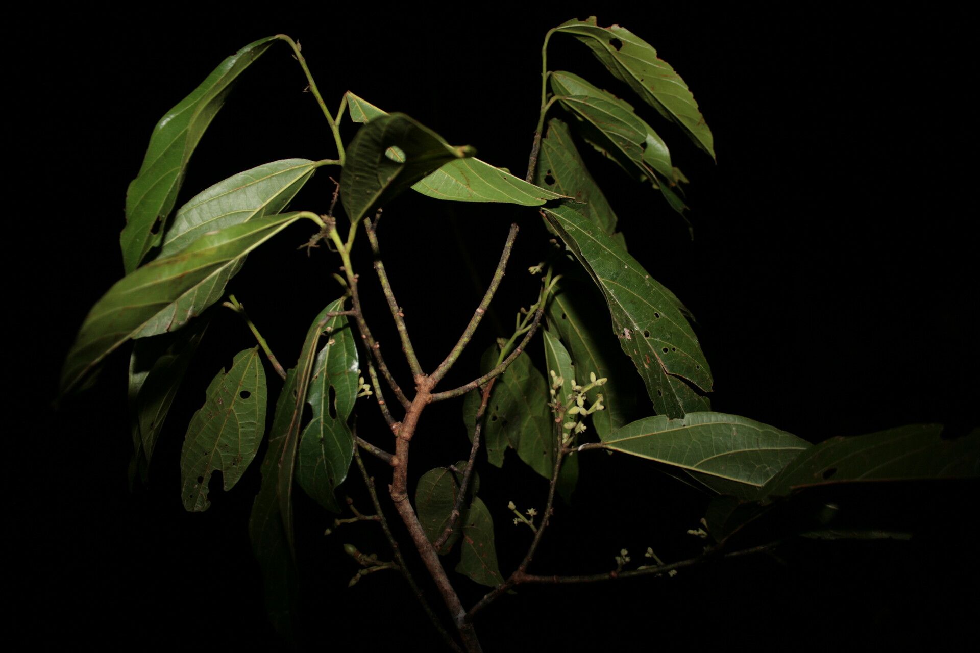 Microcos bifida flower