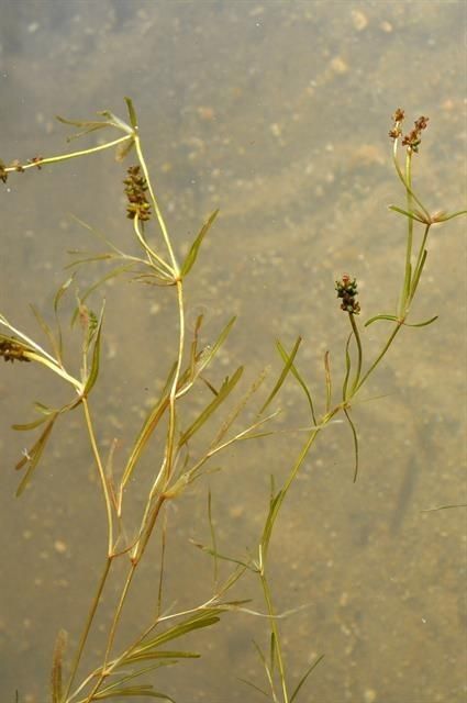 Potamogeton friesii habit
