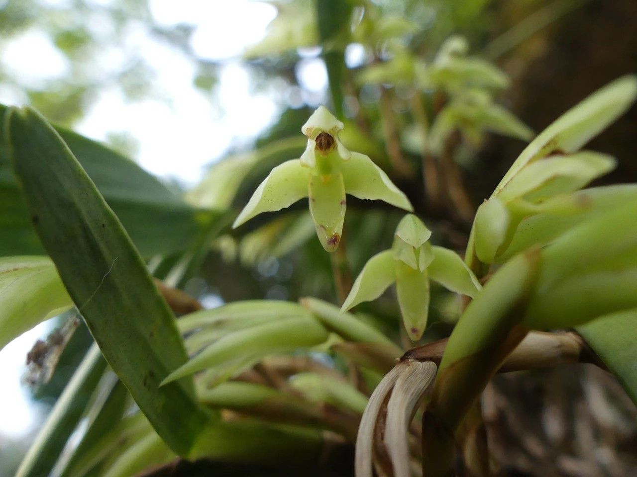 Maxillaria scorpioidea — houseplant care guide