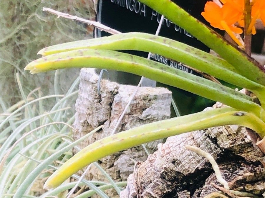 Ascocentrum miniatum — search result for 'Vanda'