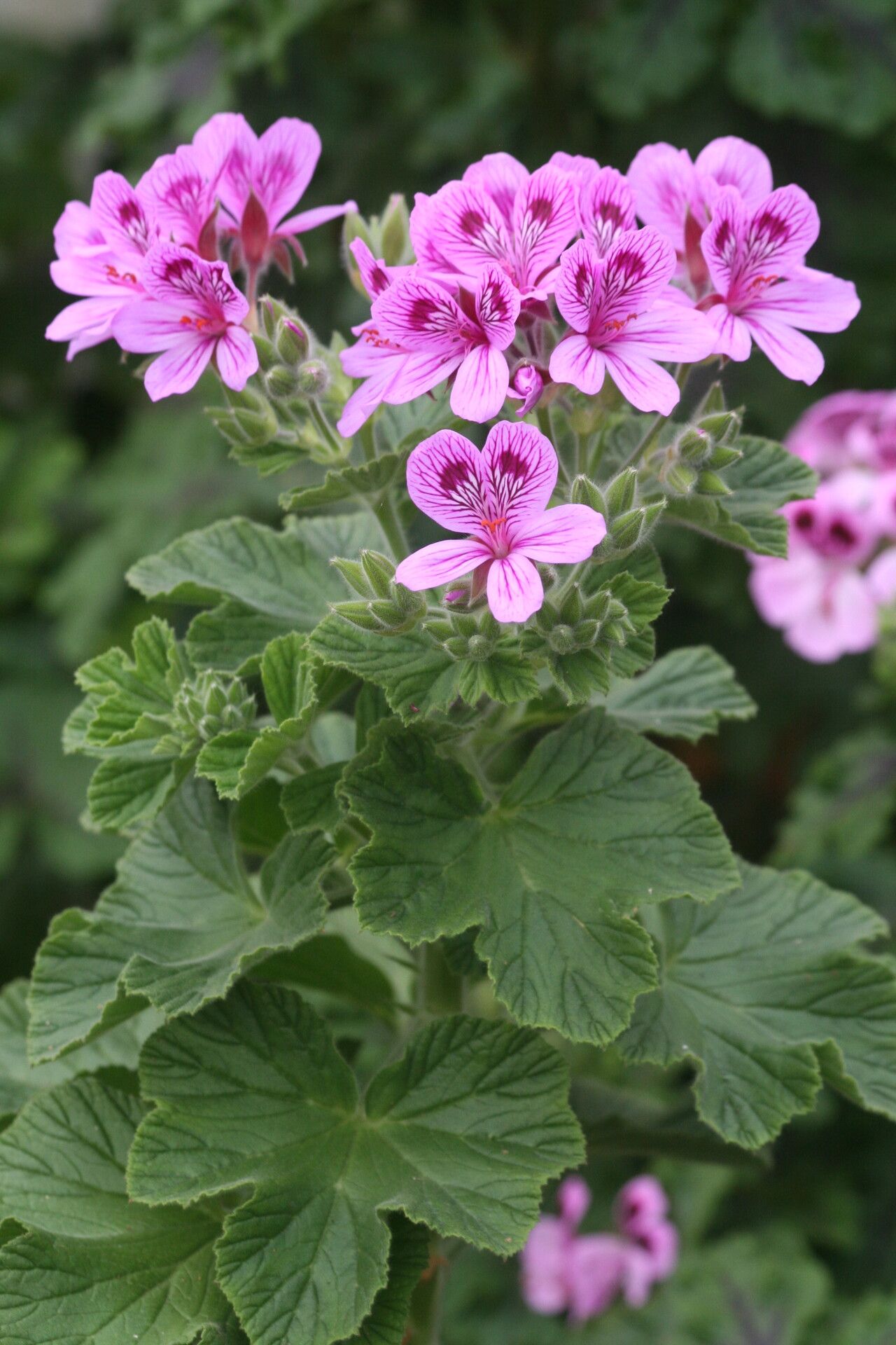 Pelargonium cucullatum flower
