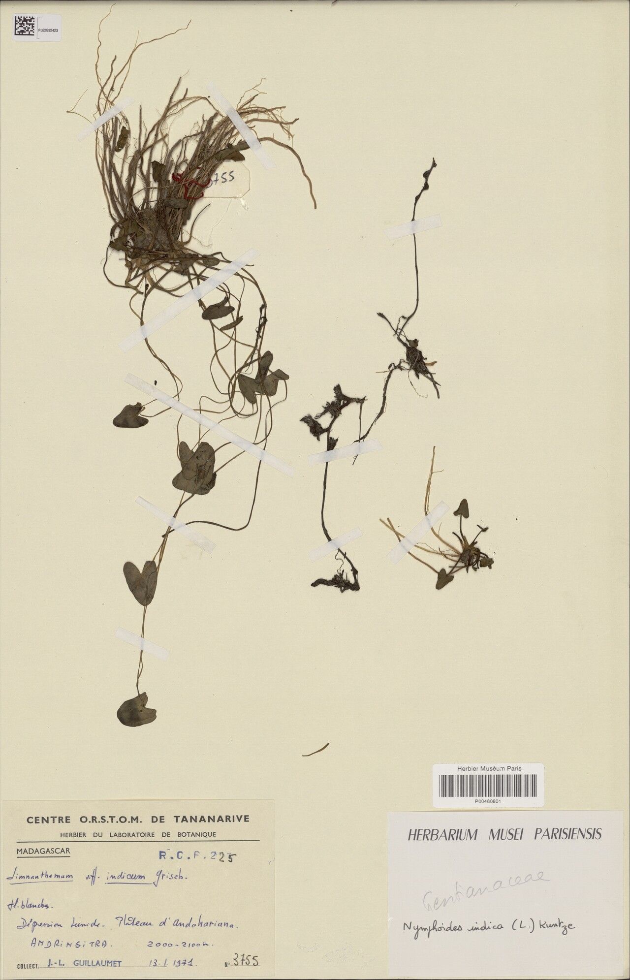 Nymphoides bosseri — related species from the same genus