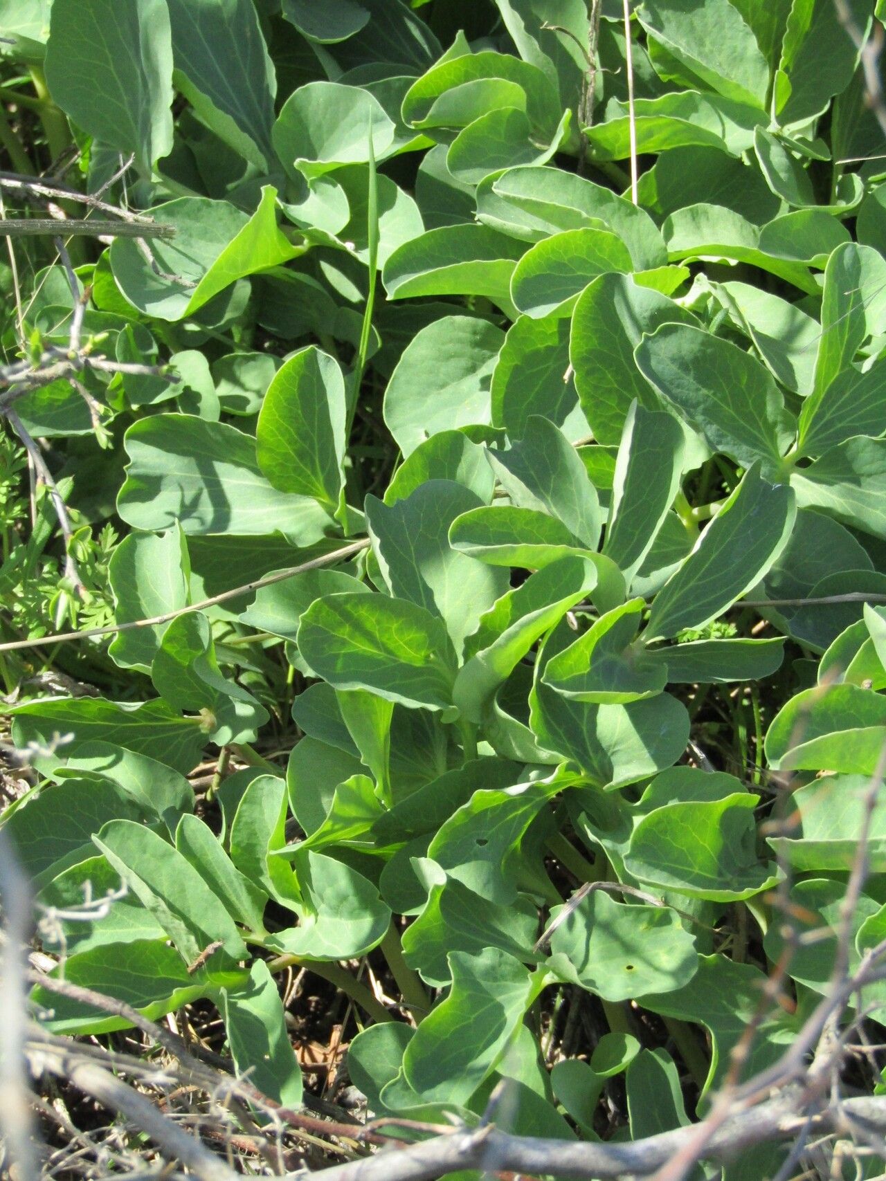 Leontice leontopetalum leaf