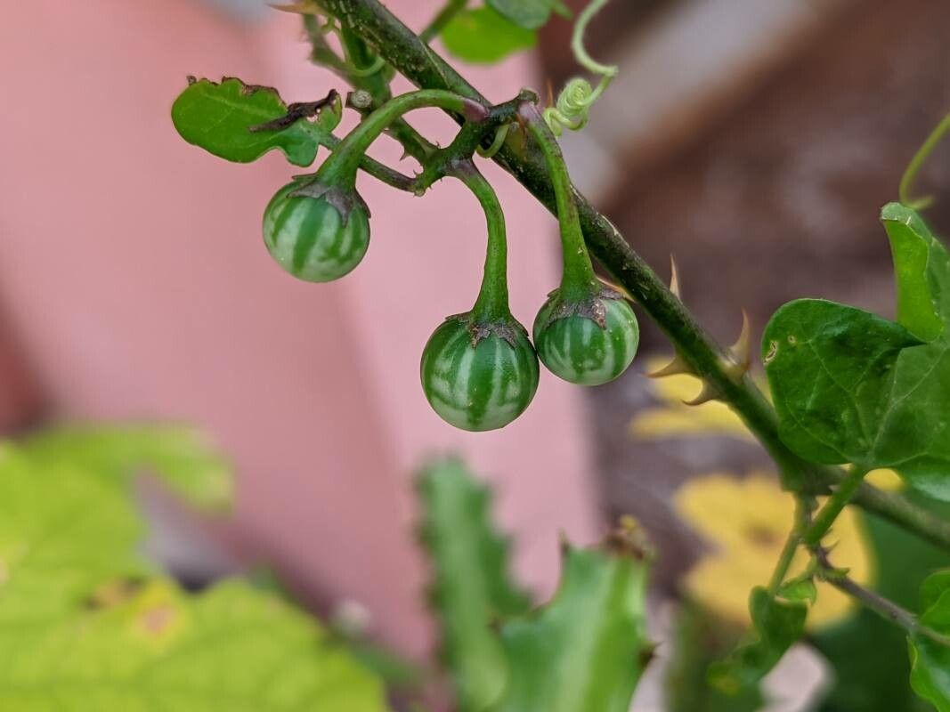 Solanum procumbens fruit