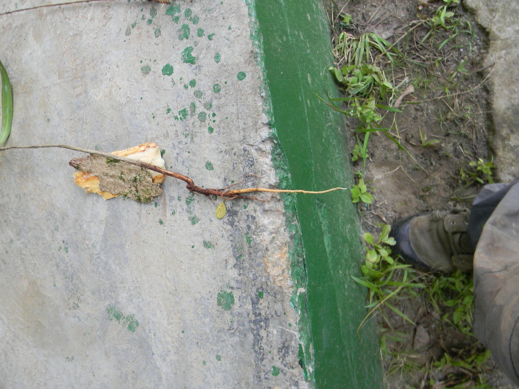 Dracaena marina habit