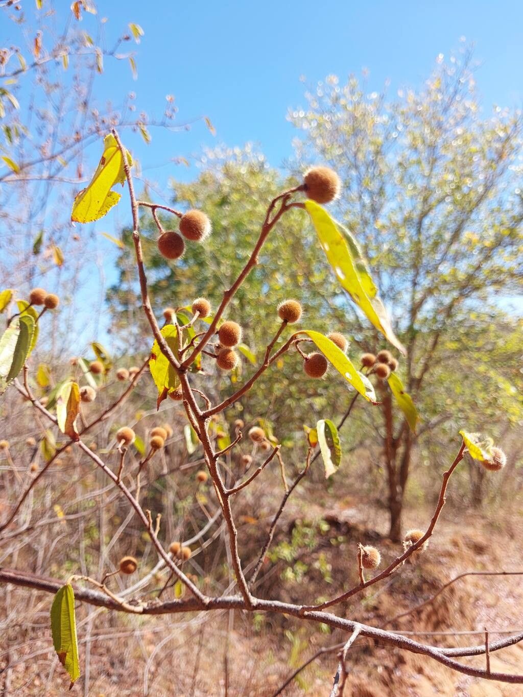 Grewia sambiranensis other