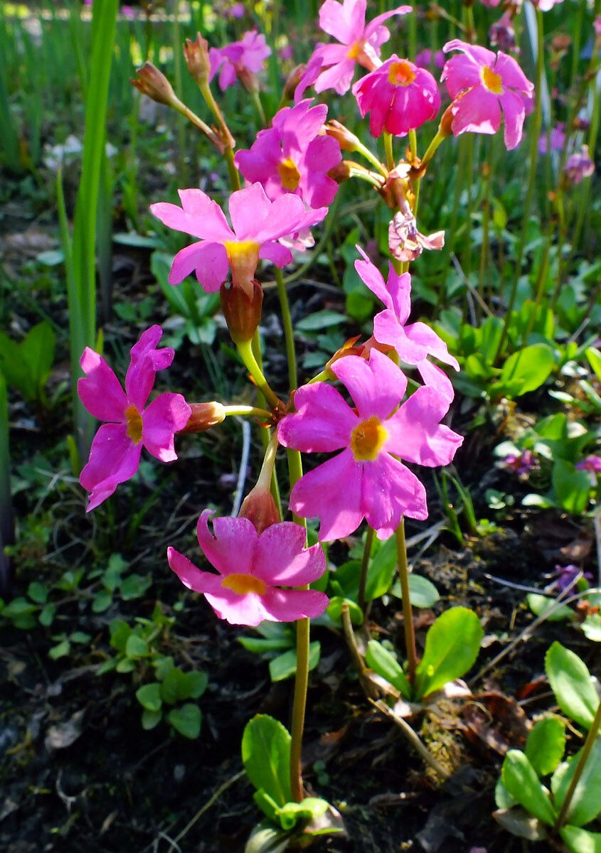 Primula rosea flower