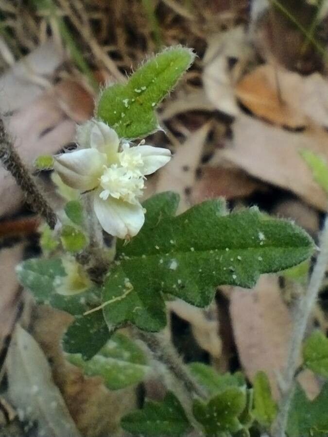 Xanthosia pilosa flower