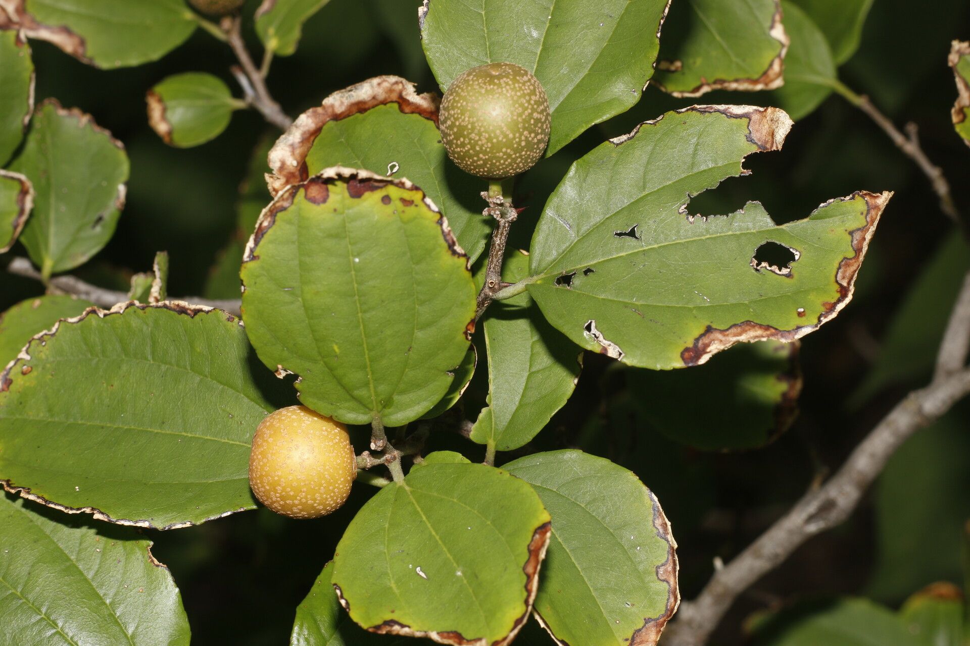 Ziziphus guatemalensis fruit