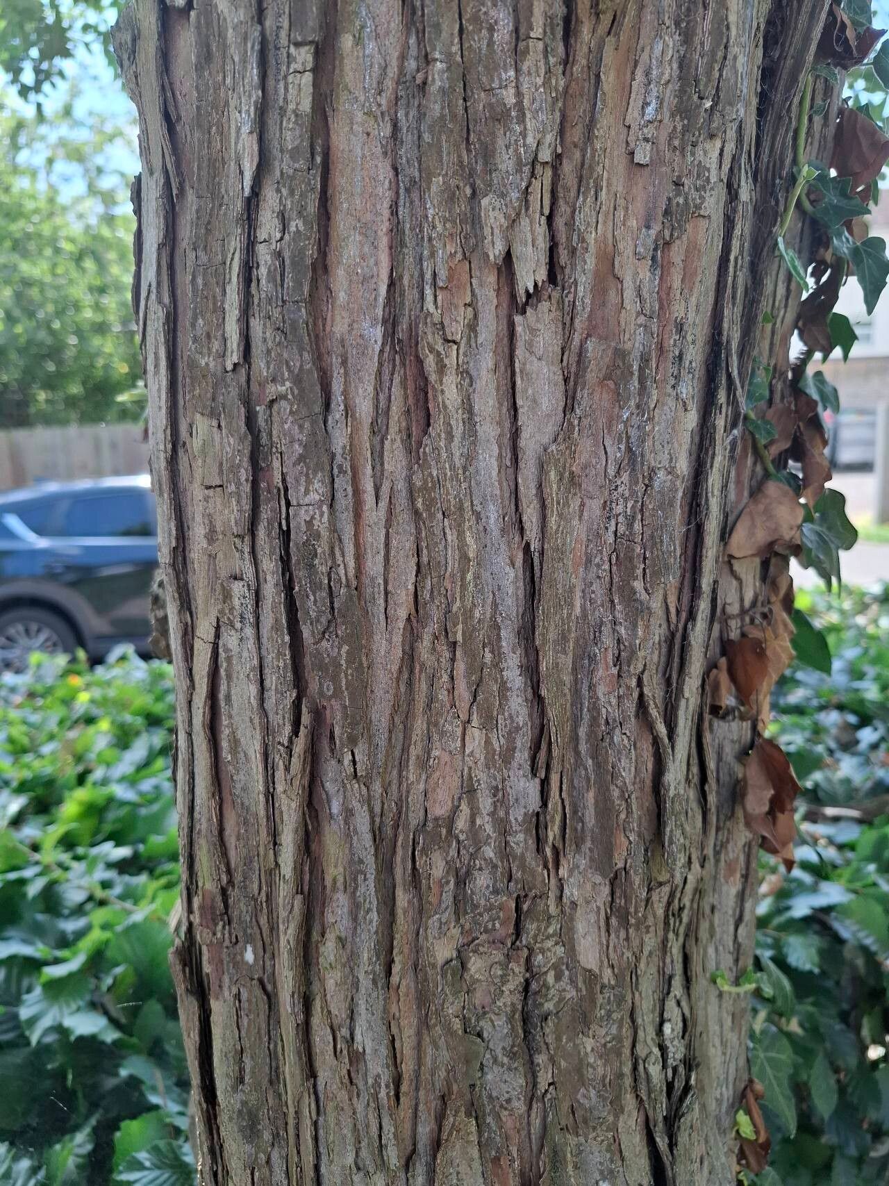 Crataegus × grignonensis bark