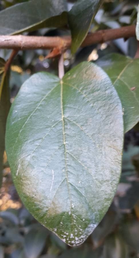 Ficus repens leaf