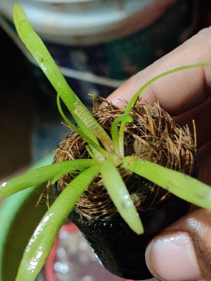 Lobelia dortmanna leaf