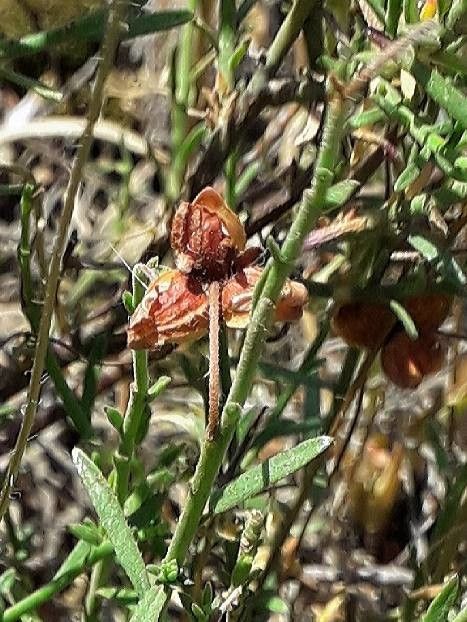 Cistus monspeliensis fruit
