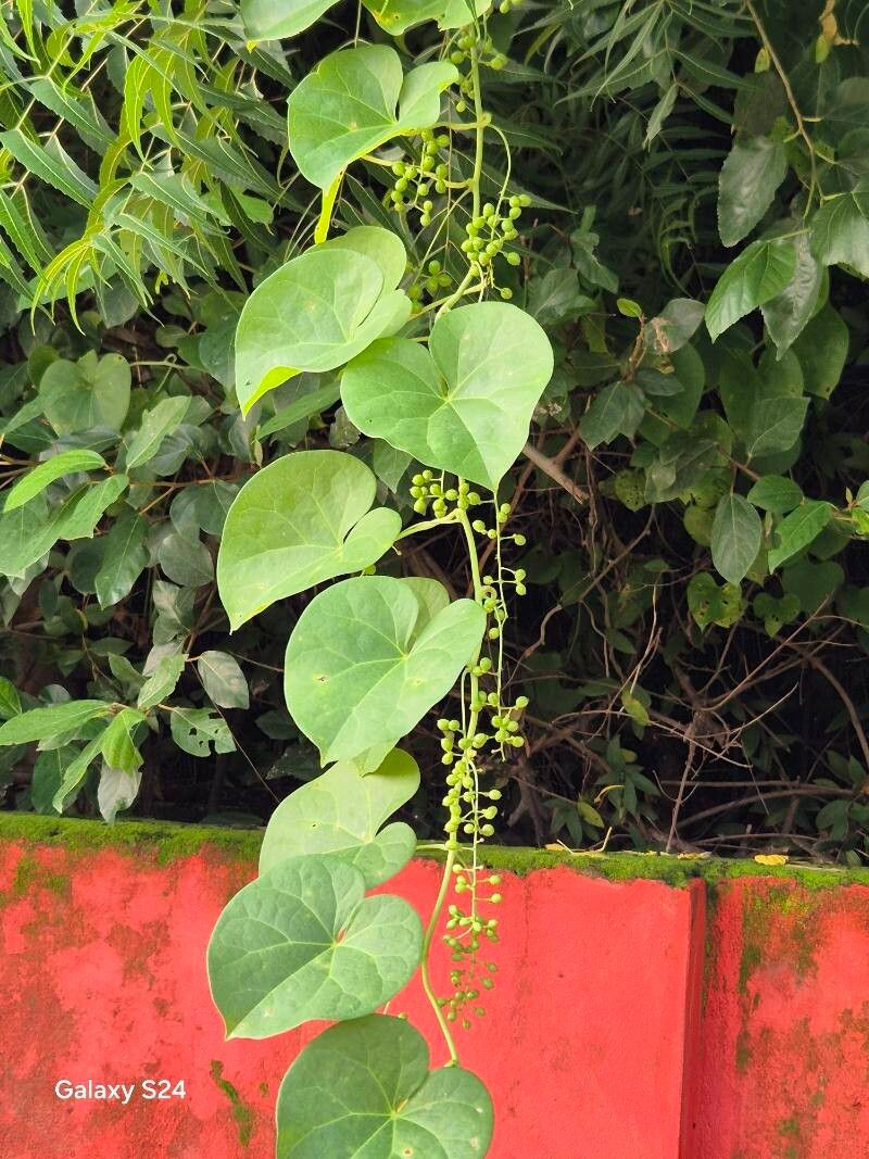 Tinospora cordifolia fruit
