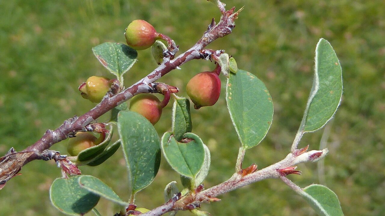 Cotoneaster tomentosus fruit