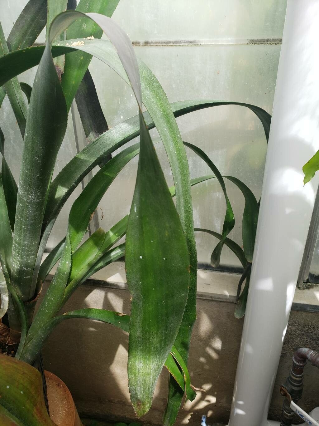 Billbergia porteana — search result for 'Billbergia'