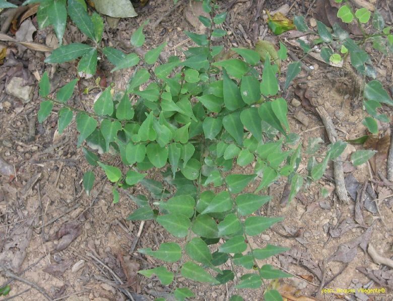 Phyllanthus vespertilio — houseplant care guide