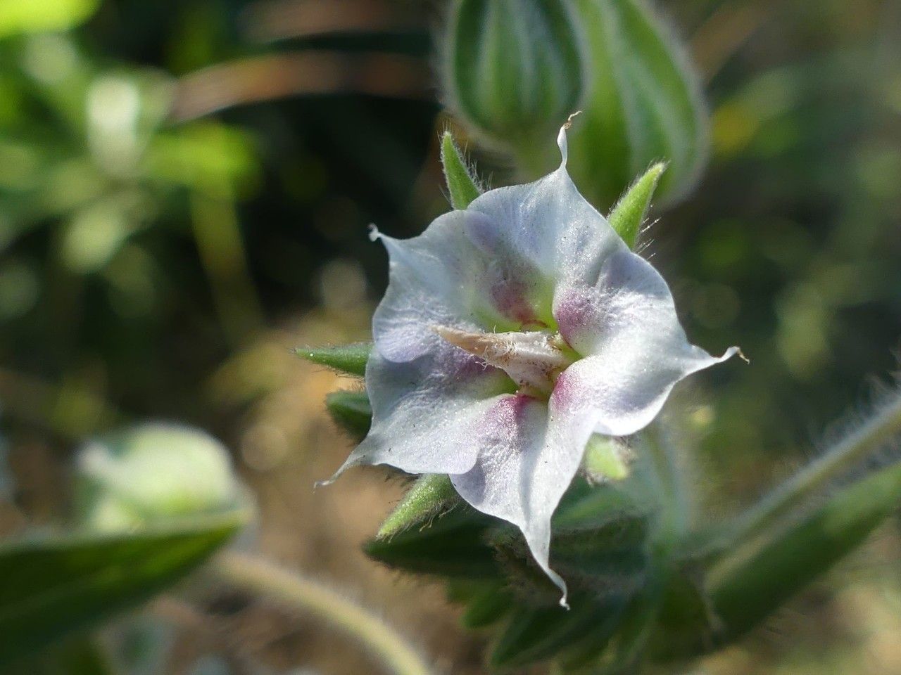 Trichodesma zeylanicum flower
