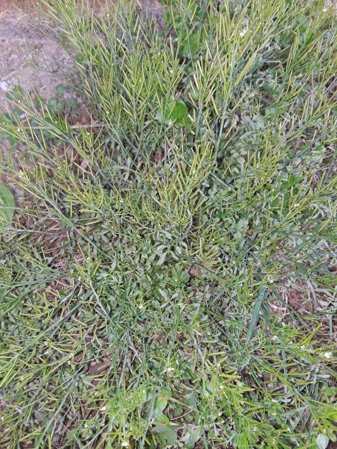 Lepidium montanum leaf