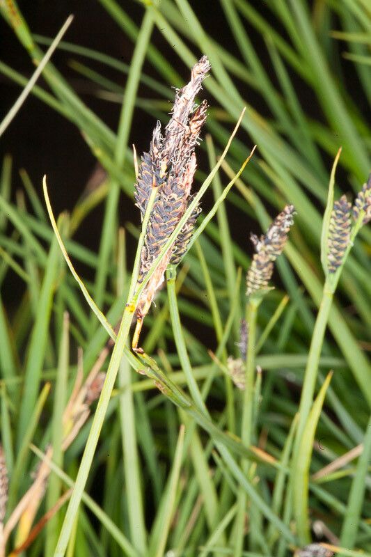 Carex nigra fruit