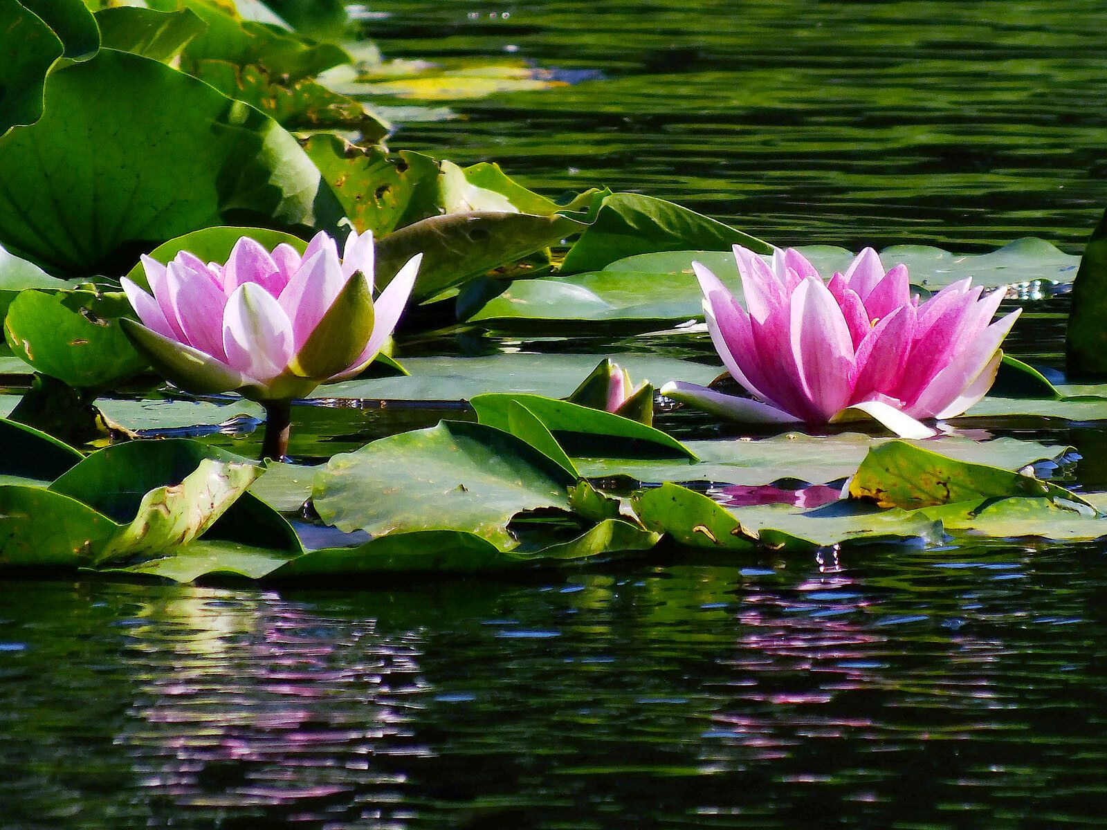 Nymphaea × marliacea flower