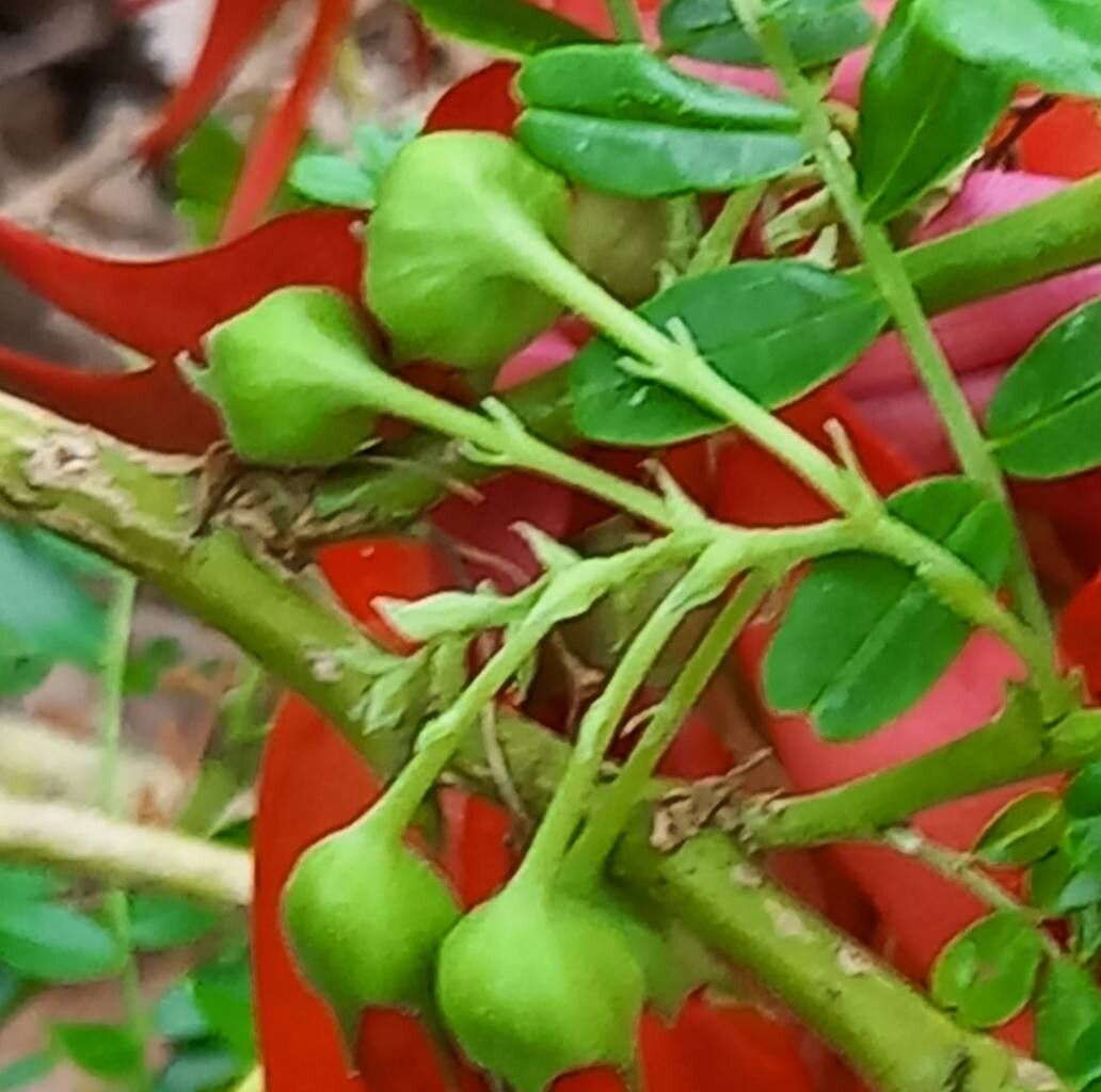 Clianthus magnificus fruit